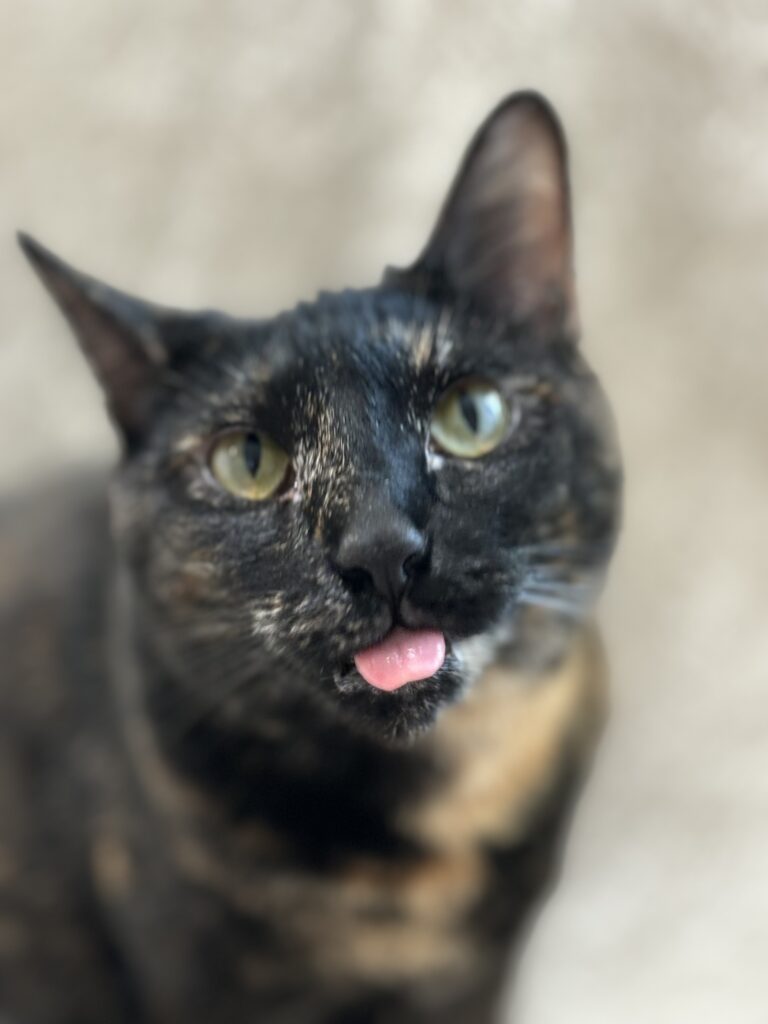 tortishell cat sticking tongue out